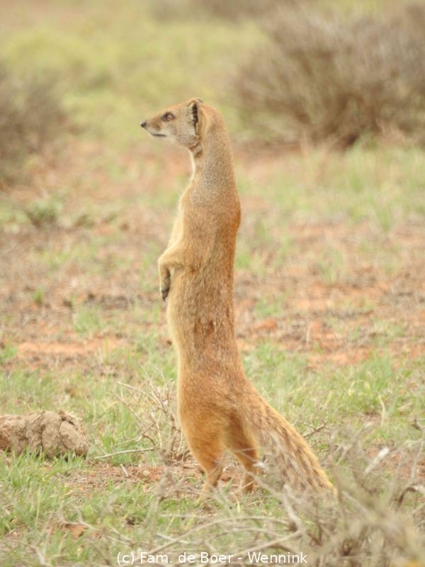 191105_162542-02 Yellow Mongoose of vosmangoest of rode meerkat.JPG